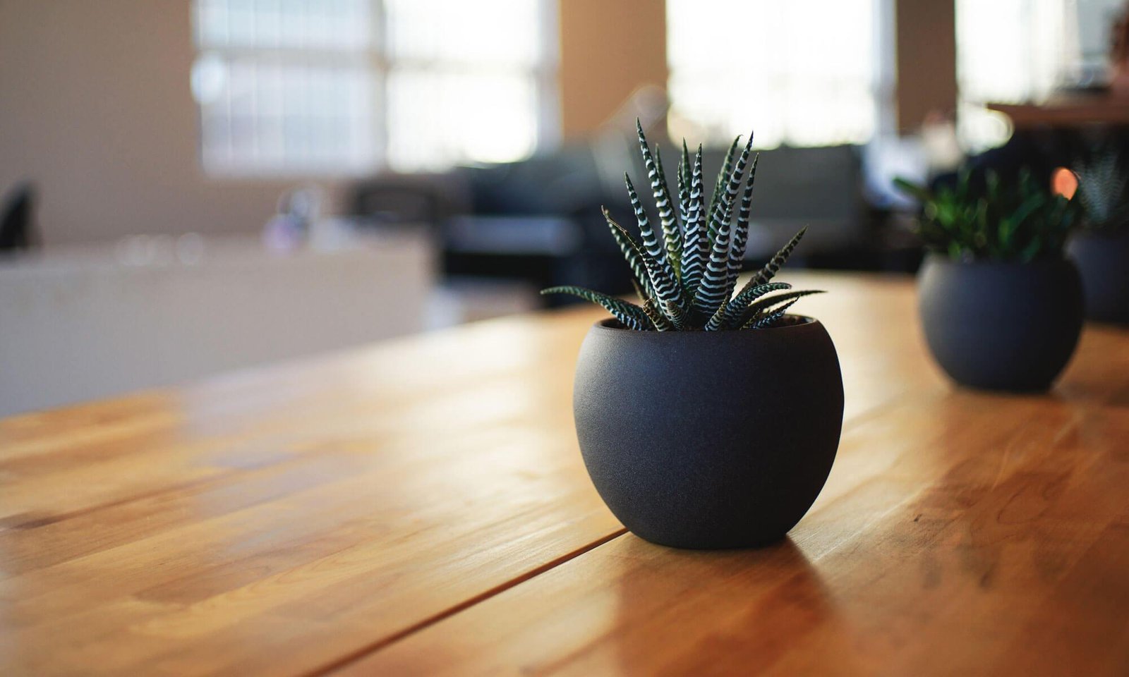 Aloecapi